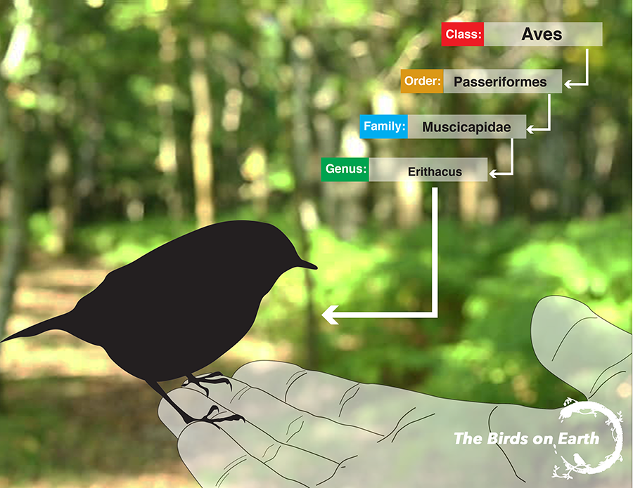 The Birds on Earth