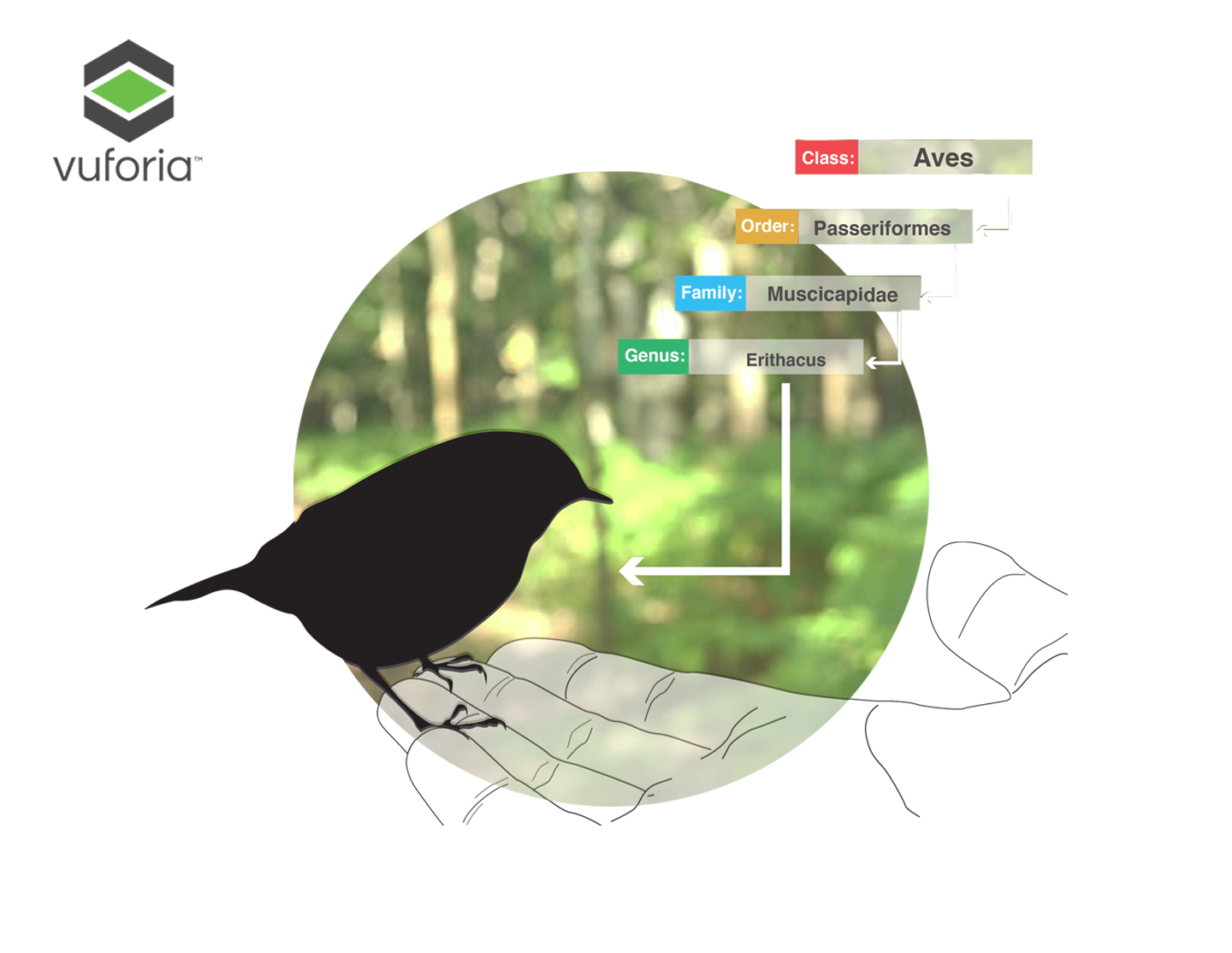 The Birds on Earth